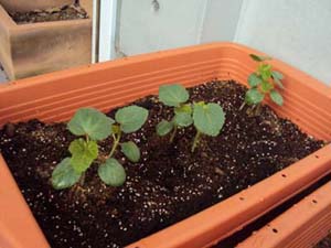 �ޤ����κ��Ͼ����ݡġ�